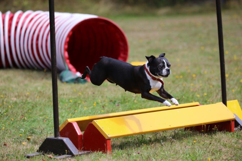 Der Boston Terrier Treuer Freund und Begleiter Boston Terrier Schweiz