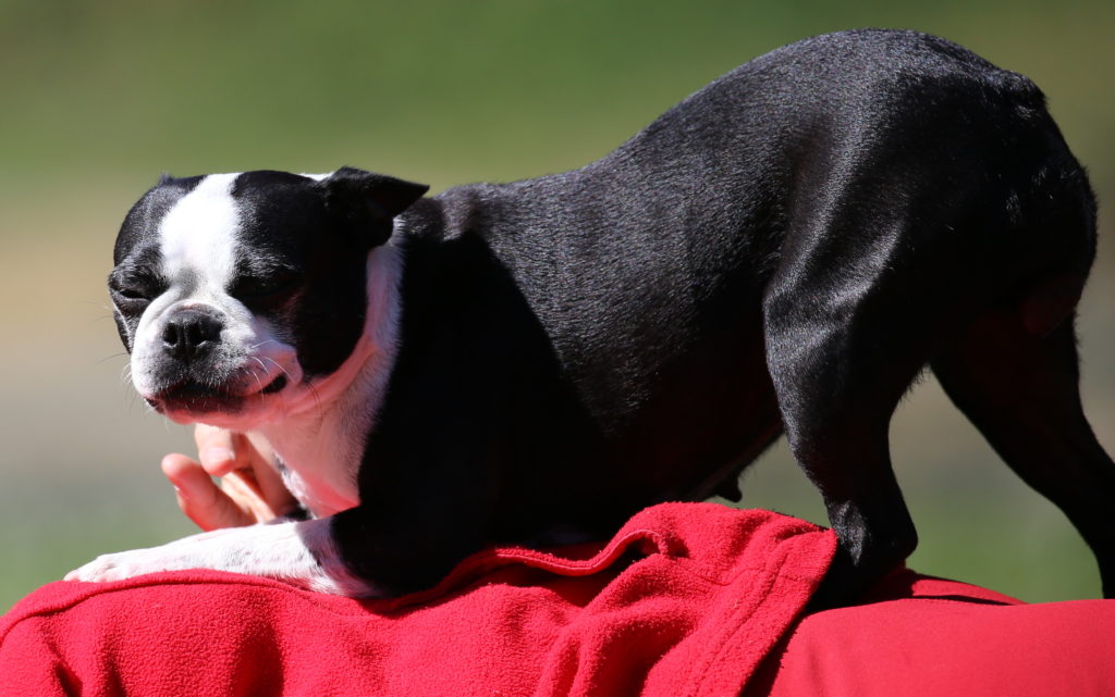 Der Boston Terrier Treuer Freund und Begleiter Boston Terrier Schweiz